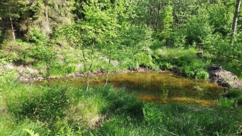 Tůně - oázy života v době sucha Ilustrační foto 5.jpg.