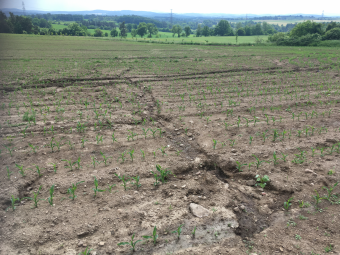 Obnova původního terasovitého svahu na poli IMG_4290.png.