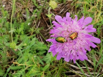 Dosadba biokoridoru  WhatsApp Image 2020-07-16 at 17.23.31.jpeg.