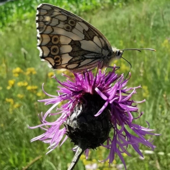 Dosadba biokoridoru  Návrh bez názvu (2).jpg.