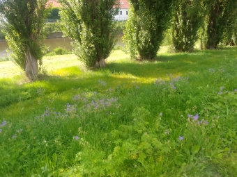 Květnaté pásy u Otavy  20200719_160839.jpg.