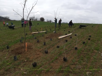 Krajinný prvek - plodonosný remíz na Kožichově vysadba remizu-foto 5.jpg.