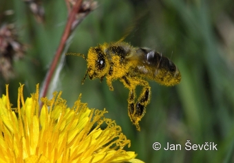 Biotop pro včely a drobné ptactvo včela.jpg.